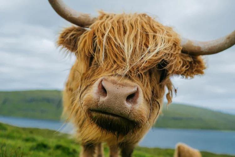 Dónde ver vacas de las Tierras Altas en Escocia